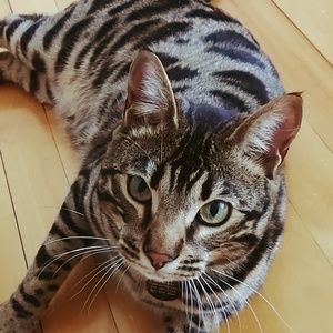 Meet your Posher, Claudy ann